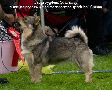 Skogsbygdens Qyra emoji
vann juniorklassen med recerv cert på specialen i Gränna